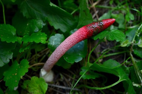 red stinkhorn