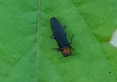 Agrilus ruficollis