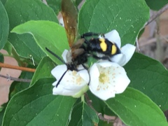 Megascolia maculata flavifrons