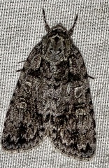 Acronicta tristis
