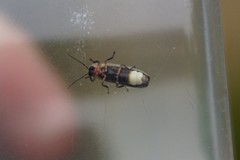 Photinus marginellus