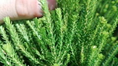 Agathosma stenopetala