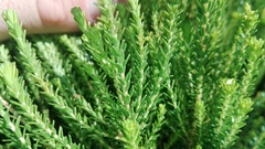 Agathosma stenopetala