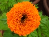 Mexican Marigold - Photo (c) akhilesh, some rights reserved (CC BY-NC), uploaded by akhilesh