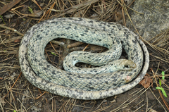 Coluber constrictor anthicus