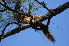 Sciurus nayaritensis