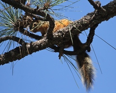 Sciurus nayaritensis