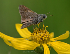 Hesperia attalus slossonae
