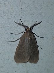 Pagara simplex