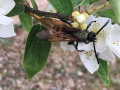 Megascolia maculata flavifrons