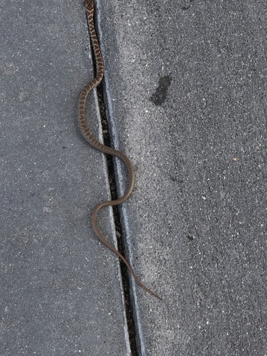 Coluber constrictor priapus image