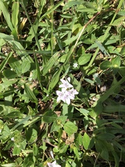 Richardia grandiflora