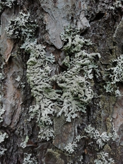 Hypogymnia farinacea