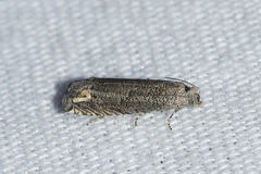 Epiblema minutana