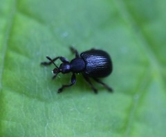 Chonostropheus tristis