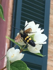Megascolia maculata flavifrons