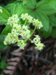 Galium oreganum