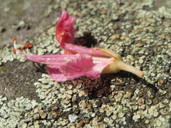 Aesculus × carnea