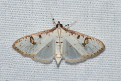 Palpita illibalis