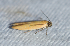 Holcocera immaculella