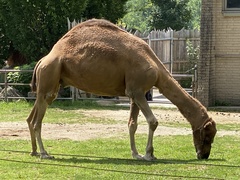 Camelus