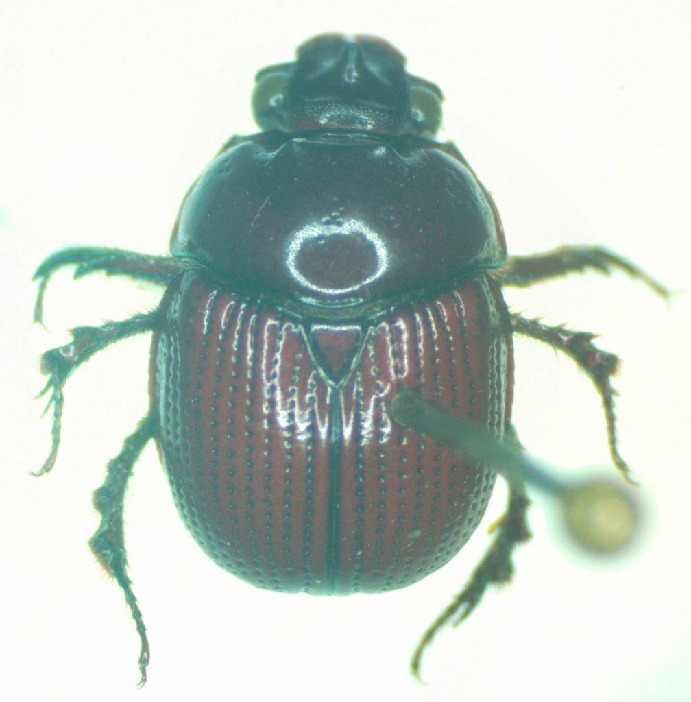 Bolbelasmus arcuatus