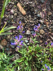 Penstemon albertinus