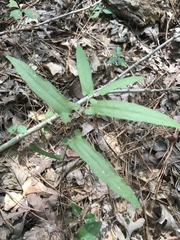 Endodeca serpentaria