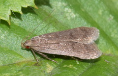 Anacampsis timidella