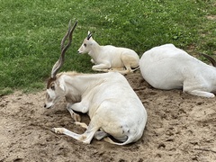 Addax nasomaculatus