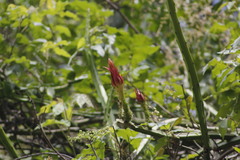 Selenicereus spinulosus