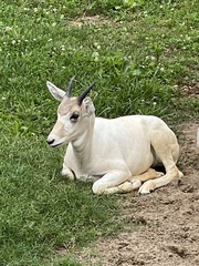 Addax nasomaculatus