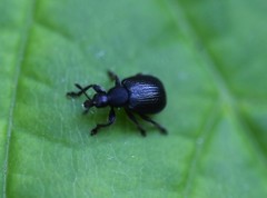 Chonostropheus tristis