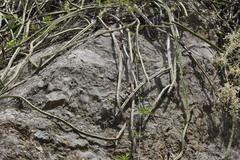 Selenicereus spinulosus