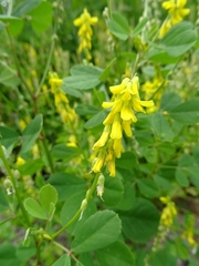 Melilotus italicus