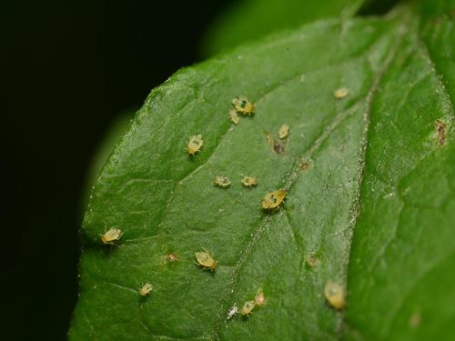 Aphis vitalbae