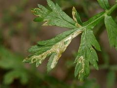 Phytomyza artemisivora