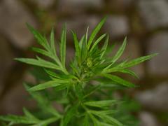 Artemisia vulgaris