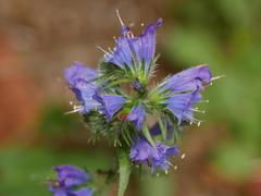 Echium vulgare