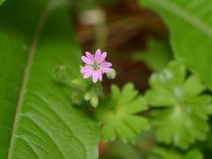 Geranium molle