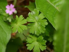 Geranium molle