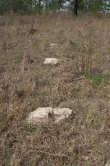 Geomys pinetis