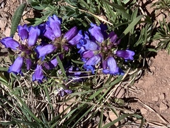 Penstemon hallii
