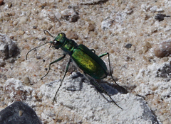 Cicindela tranquebarica arida