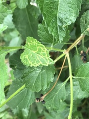 photo of Ophiomyia mine in a Lantana leaf