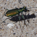 Death Valley Tiger Beetle - Photo (c) Benjamin Schwartz, some rights reserved (CC BY-NC), uploaded by Benjamin Schwartz