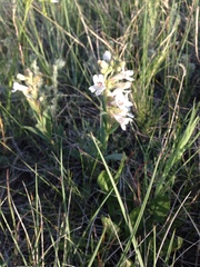 Penstemon albidus