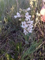 Penstemon albidus