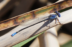 Argia alberta