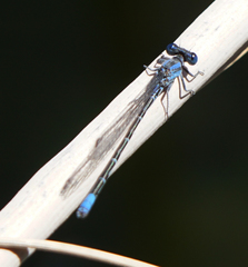 Argia alberta